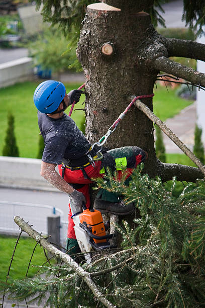 Best Emergency Tree Removal  in Patterson, LA