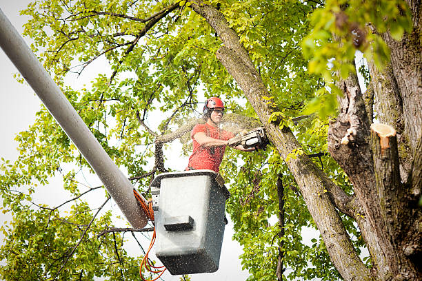 Best Hedge Trimming  in Patterson, LA